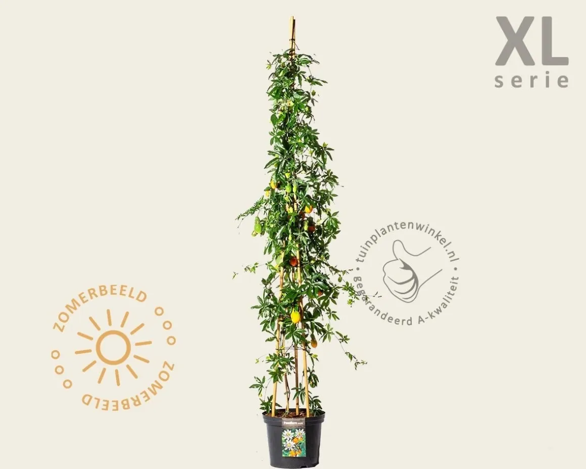 Passiflora caerulea - XL
