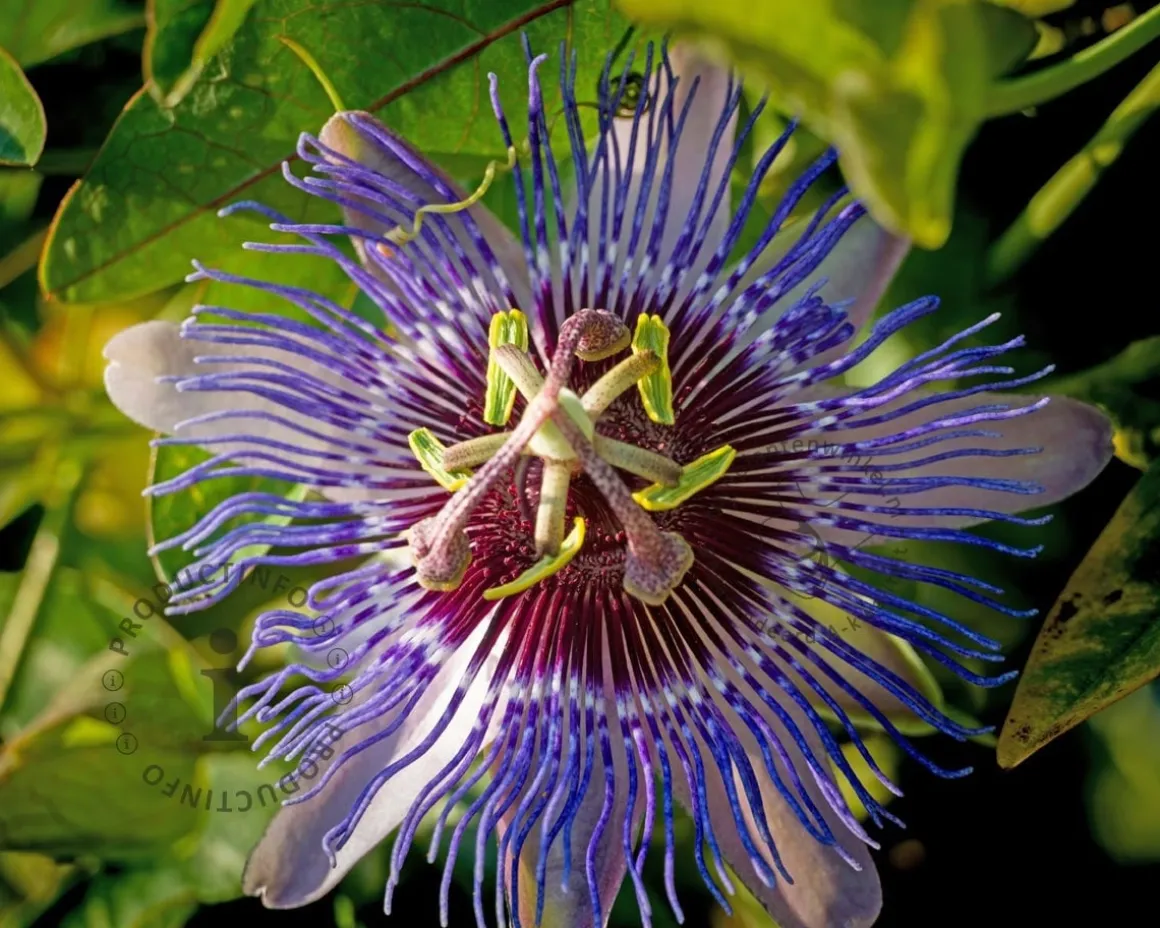 Passiflora 'Purple Haze'