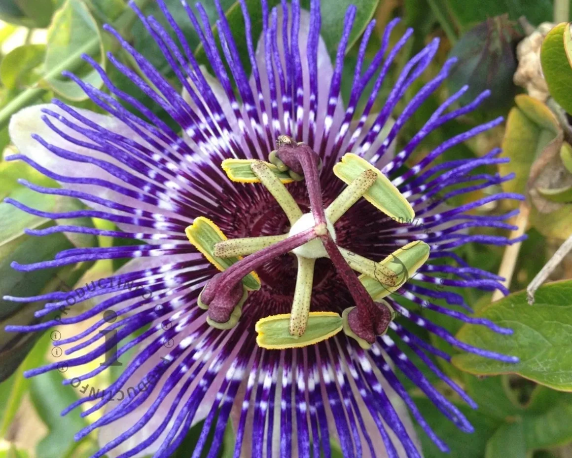 Passiflora 'Purple Rain'