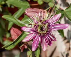 Passiflora 'Victoria'