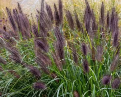 Pennisetum alopecuroides 'Black Beauty'