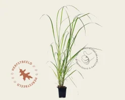Pennisetum alopecuroides 'Black Beauty'