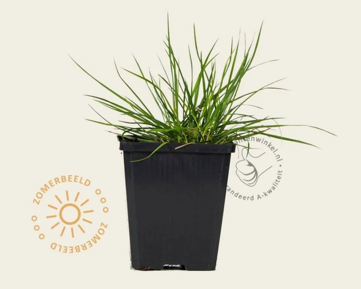 Pennisetum alopecuroides 'Hameln'