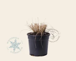 Pennisetum alopecuroides 'Hameln'