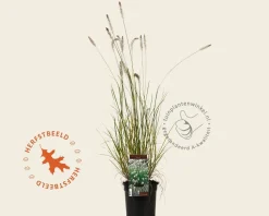 Pennisetum alopecuroides 'Hameln'