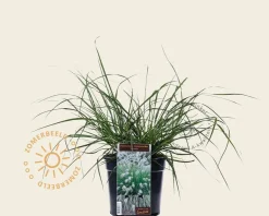 Pennisetum alopecuroides 'Hameln'