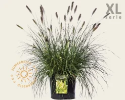 Pennisetum alopecuroides 'Hameln' - XL