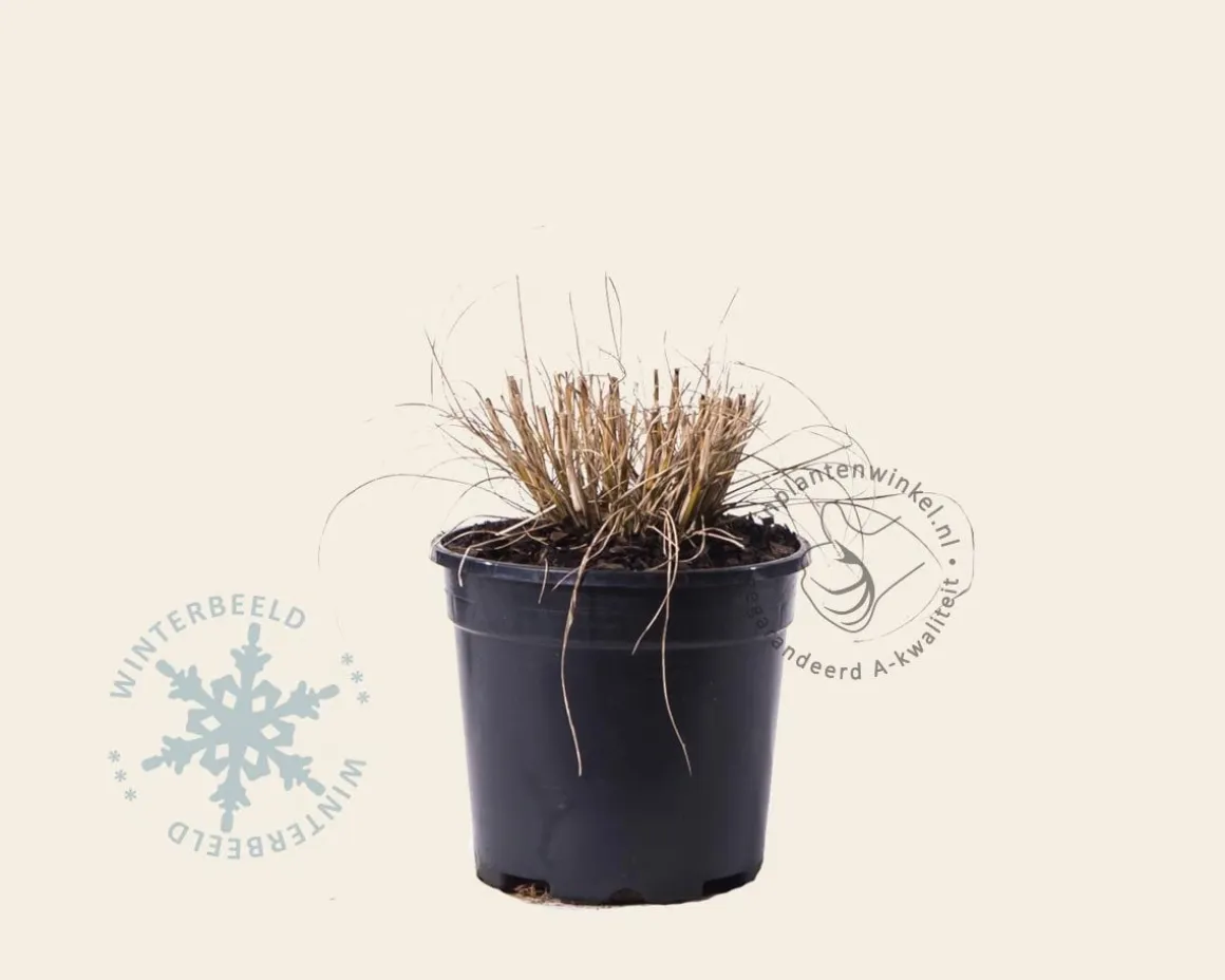 Pennisetum alopecuroides 'Little Bunny'