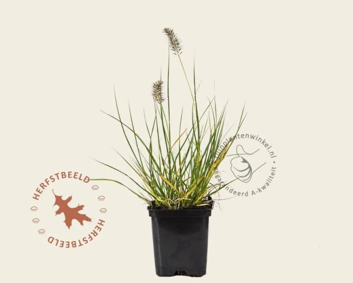 Pennisetum alopecuroides 'Little Bunny'