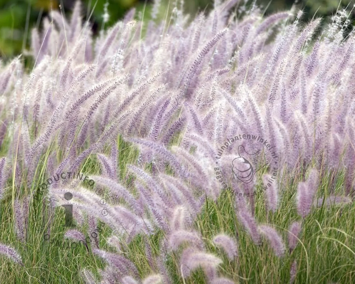 Pennisetum orientale