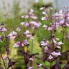 Penstemon digitalis 'Husker Red'