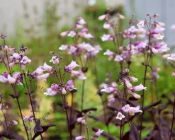 Penstemon digitalis 'Husker Red'