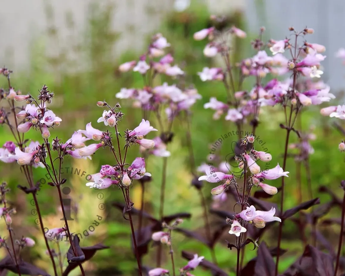 Penstemon digitalis 'Husker Red'