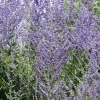 Perovskia atriplicifolia 'Blue Spire' - XL