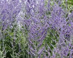 Perovskia atriplicifolia 'Blue Spire' - XL