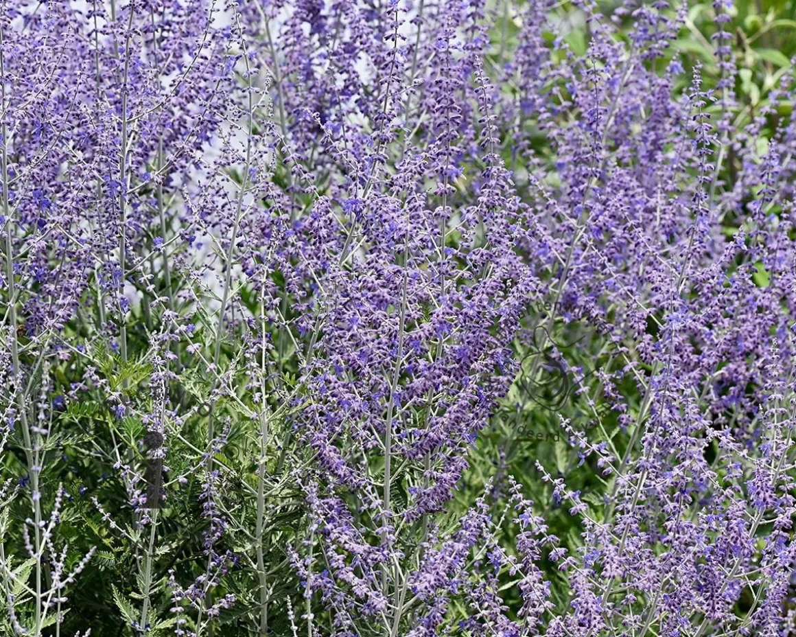 Perovskia atriplicifolia 'Blue Spire' - XL
