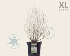 Perovskia atriplicifolia 'Blue Spire' - XL