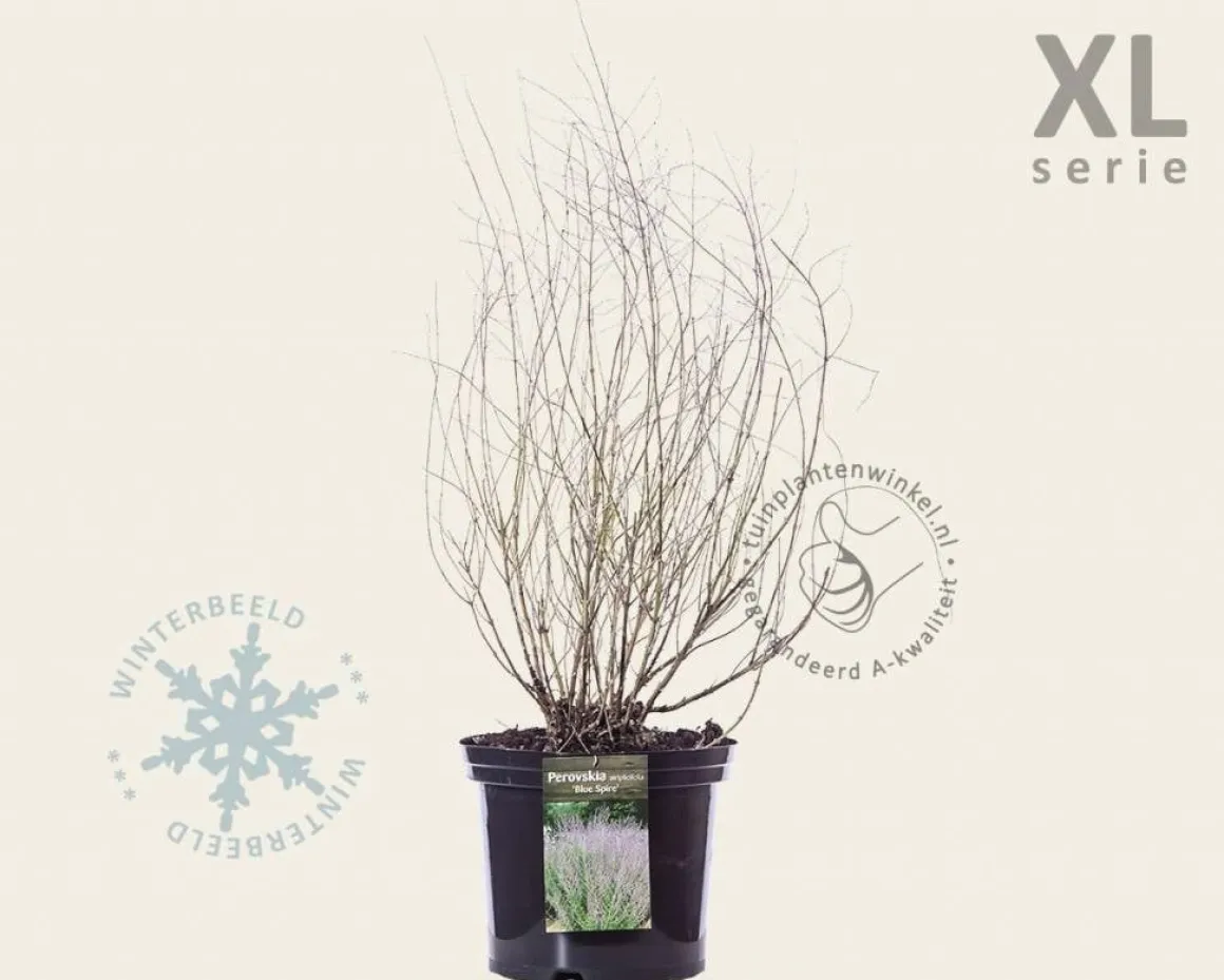 Perovskia atriplicifolia 'Blue Spire' - XL