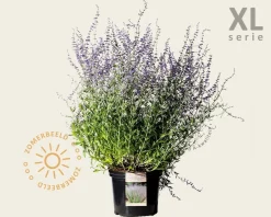 Perovskia atriplicifolia 'Blue Spire' - XL