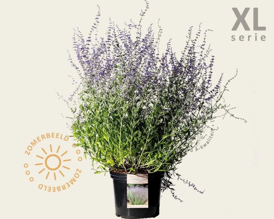 Perovskia atriplicifolia 'Blue Spire' - XL