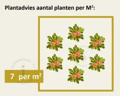 Persicaria affinis 'Darjeeling Red'
