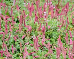 Persicaria affinis 'Superba'