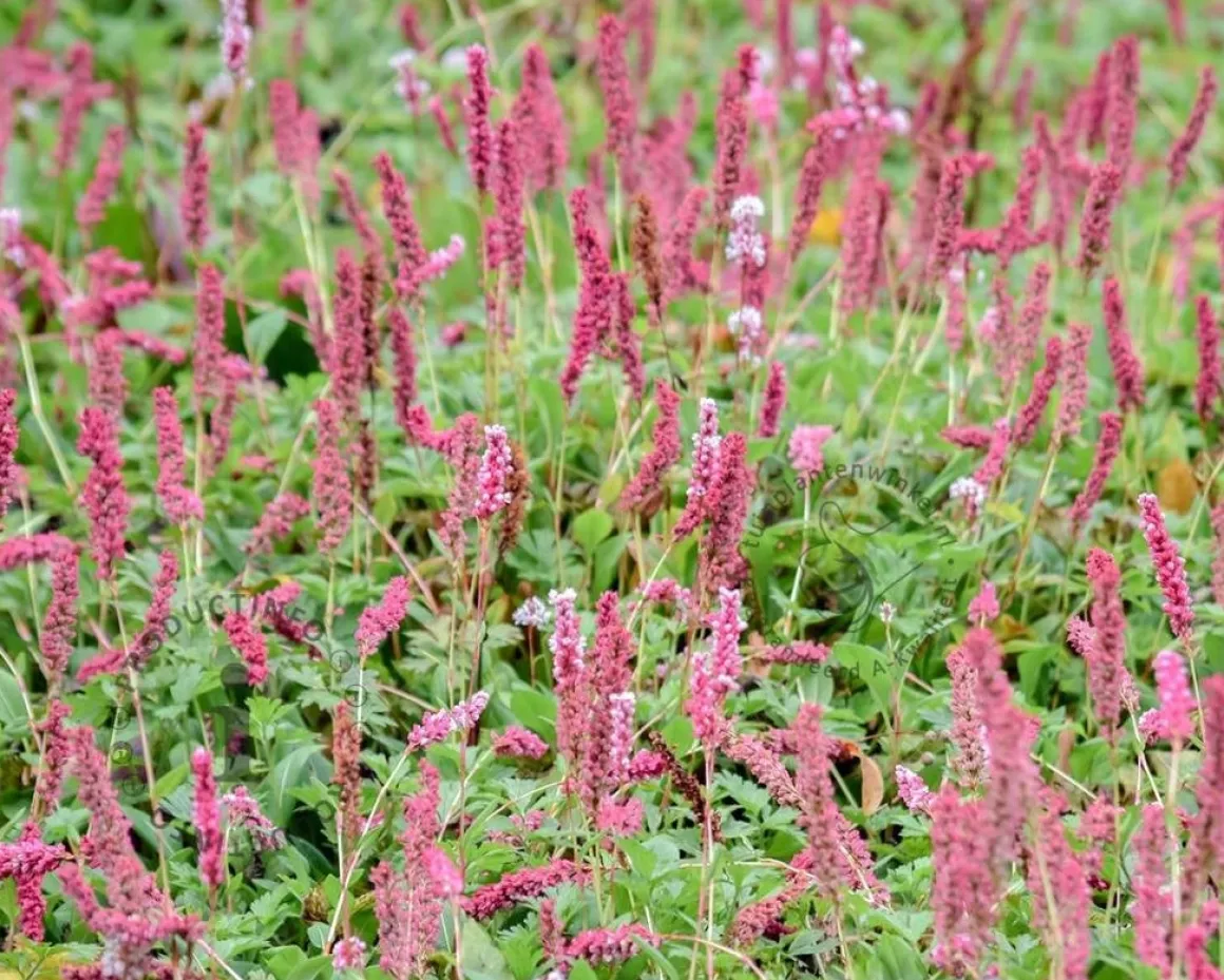Persicaria affinis 'Superba'