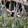 Persicaria amplexicaulis 'Alba'