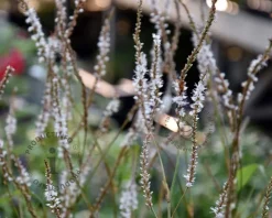 Persicaria amplexicaulis 'Alba'