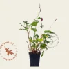 Persicaria amplexicaulis 'J.S. Caliente'