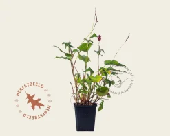 Persicaria amplexicaulis 'J.S. Caliente'