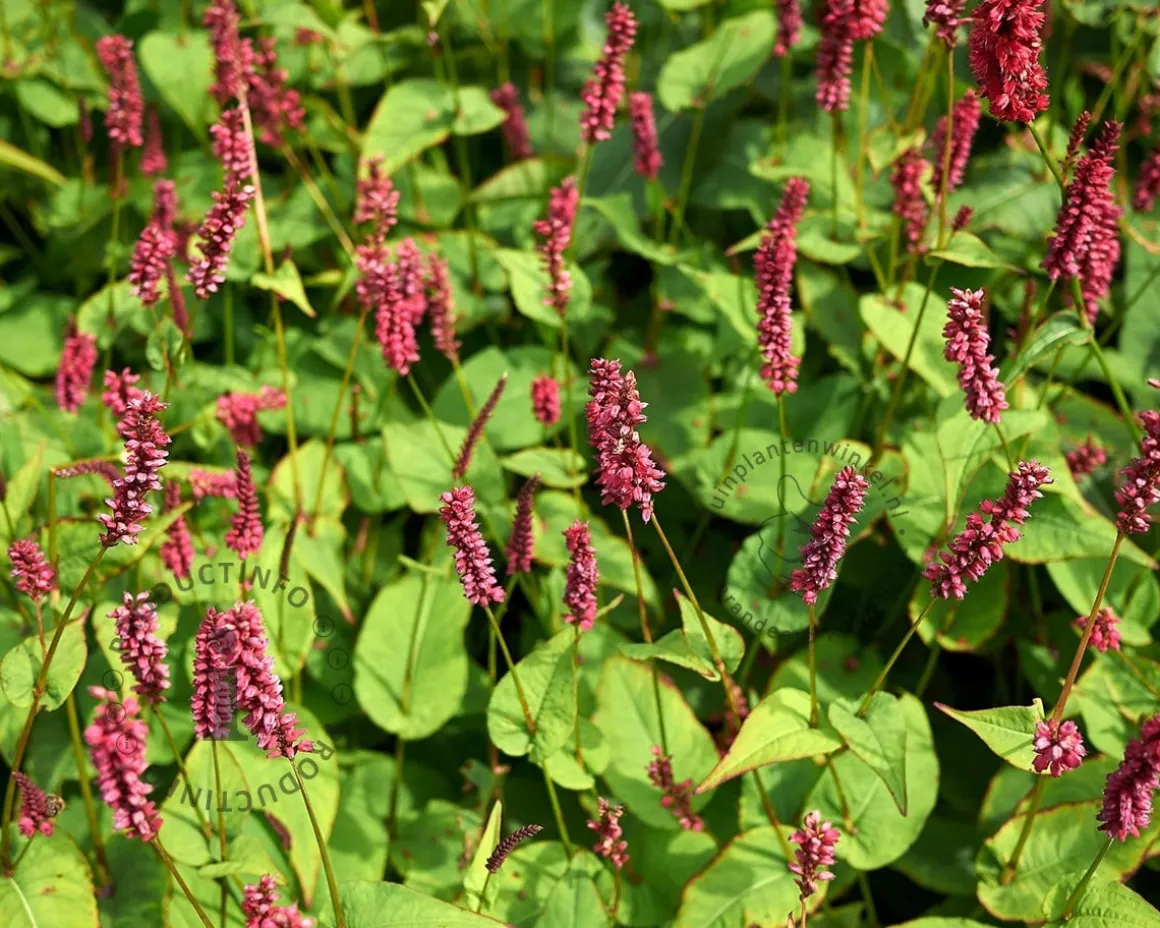 Persicaria amplexicaulis 'J.S. Caliente'