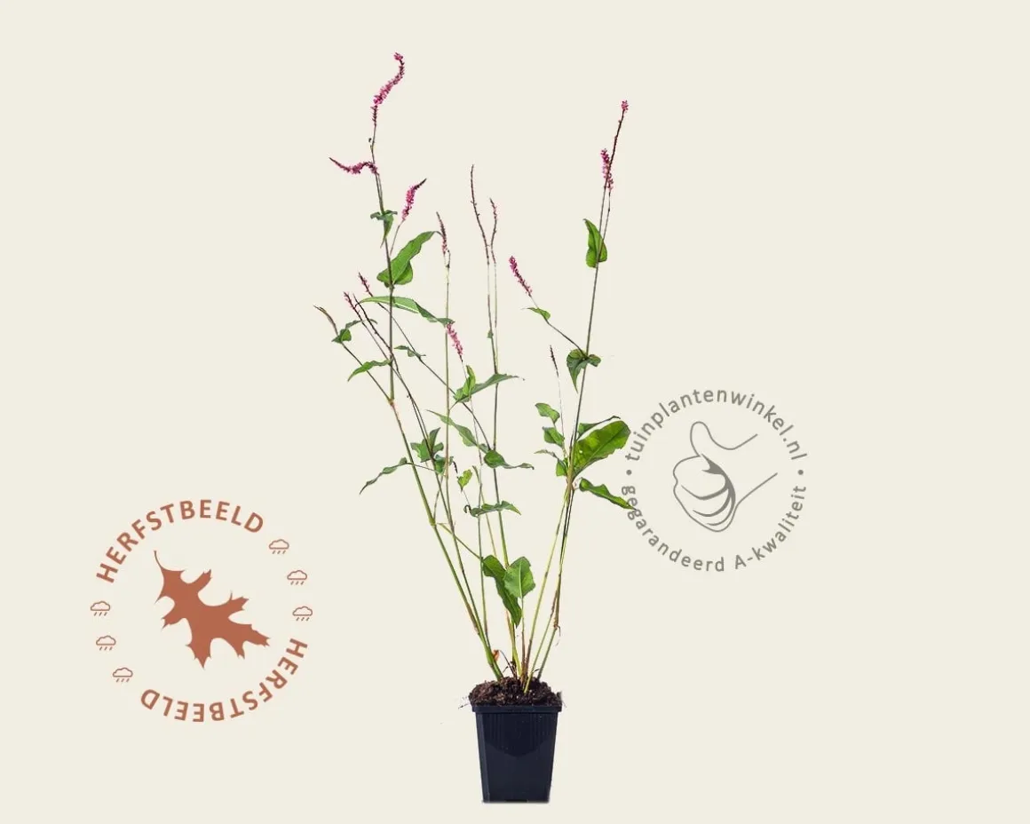 Persicaria amplexicaulis 'Pink Elephant'