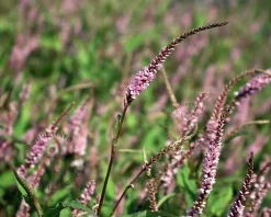 Persicaria amplexicaulis 'Pink Elephant'
