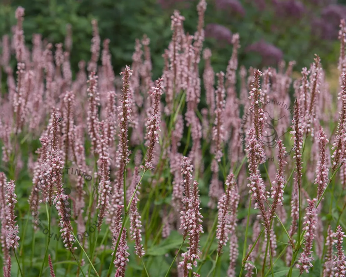 Persicaria amplexicaulis ‘Rosea’