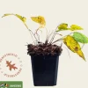 Persicaria bistorta