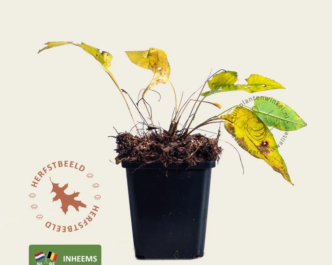 Persicaria bistorta
