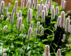 Persicaria bistorta 'Superba'