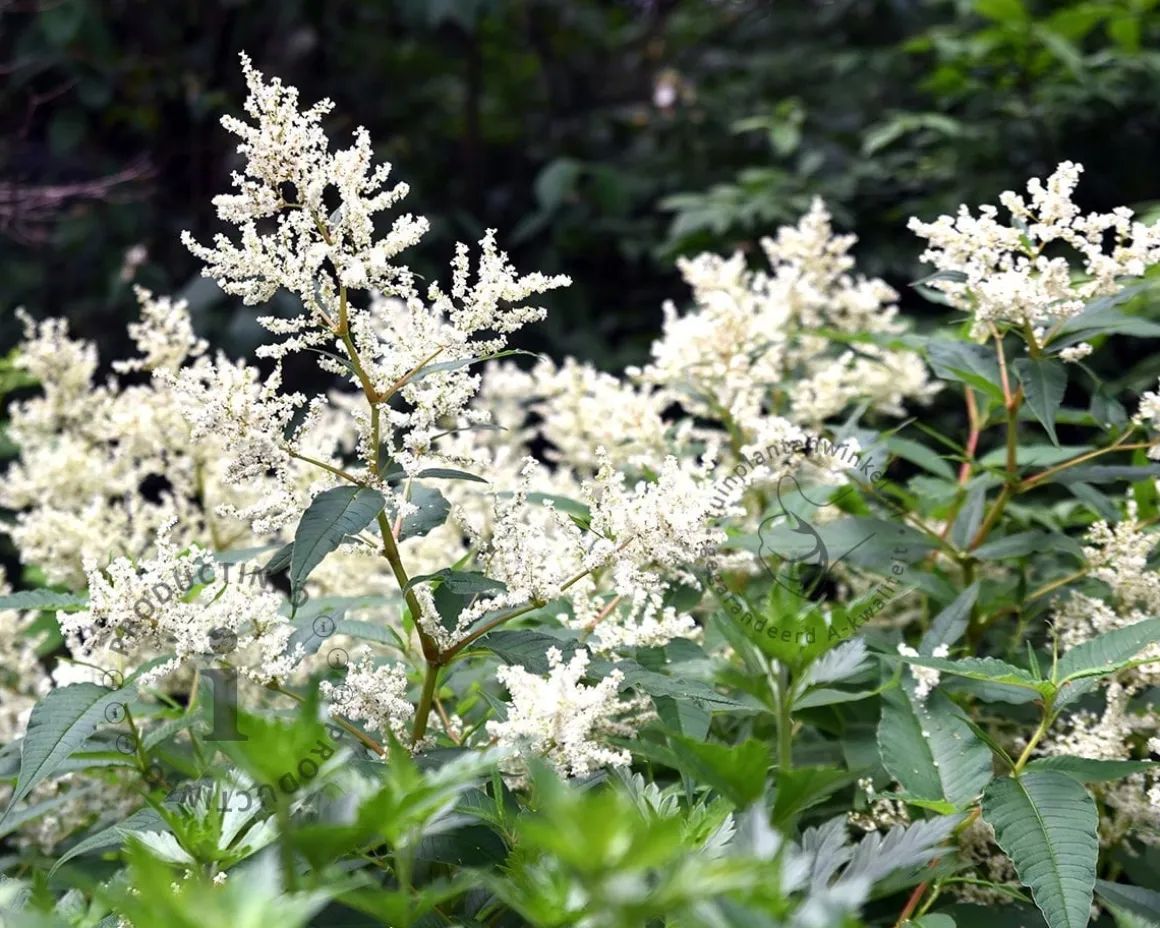 Persicaria polymorpha