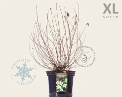 Philadelphus 'Belle Etoile' - XL
