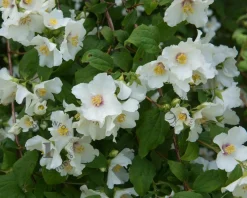 Philadelphus 'Belle Etoile' - XL