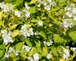 Philadelphus coronarius 'Aureus'