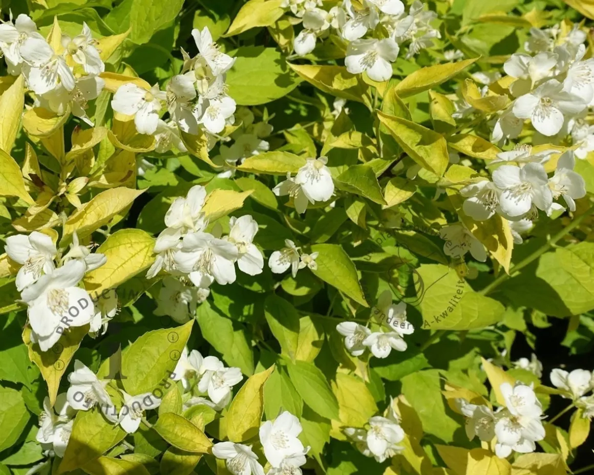 Philadelphus coronarius 'Aureus'