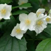 Philadelphus coronarius - XL