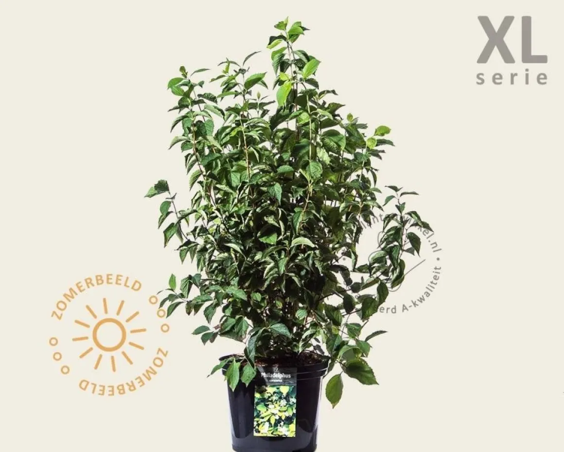 Philadelphus coronarius - XL