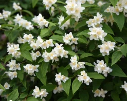 Philadelphus coronarius - XL