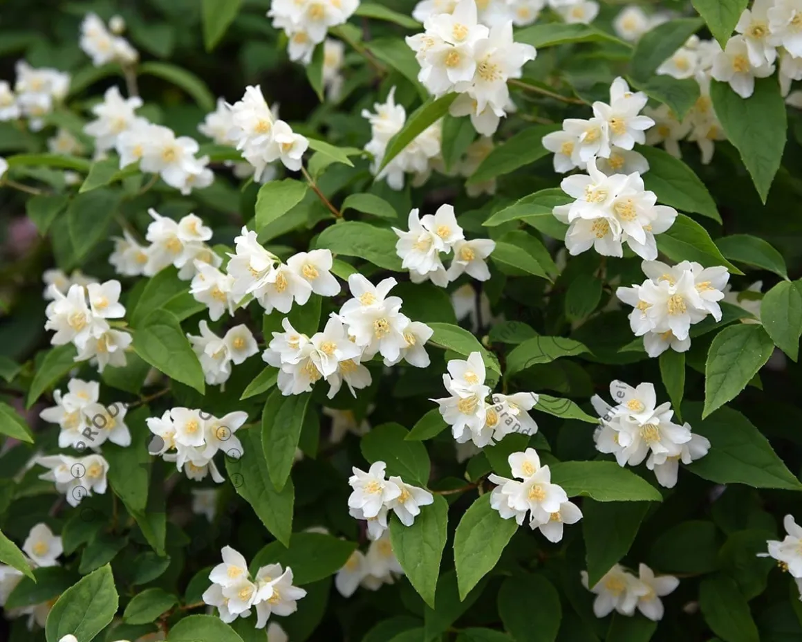 Philadelphus coronarius - XL