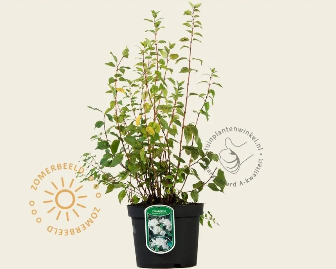 Philadelphus 'Manteau d'Hermine'