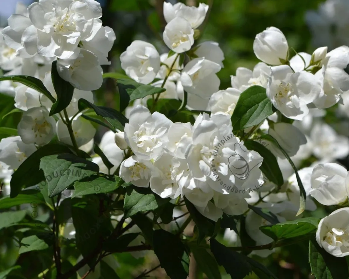Philadelphus 'Manteau d'Hermine'
