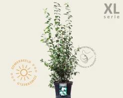 Philadelphus 'Snowbelle' - XL